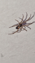 Steatoda