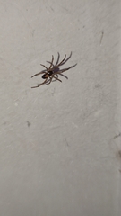 Steatoda