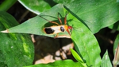 Castolus plagiaticollis