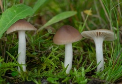 Cuphophyllus colemannianus