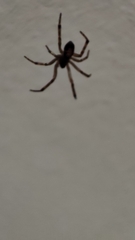Steatoda