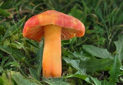Hygrocybe splendidissima