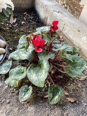 Cyclamen persicum