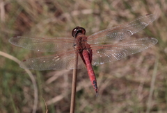 Crocothemis erythraea