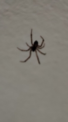 Steatoda