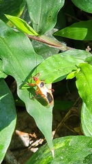 Castolus plagiaticollis