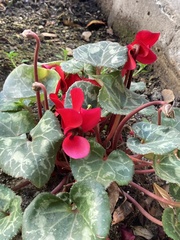 Cyclamen persicum
