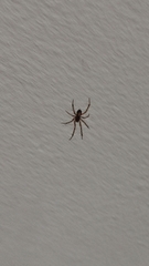 Steatoda
