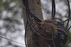 Passer domesticus indicus
