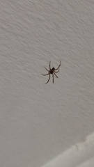 Steatoda