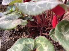 Cyclamen persicum