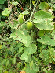 Cucumis dipsaceus image