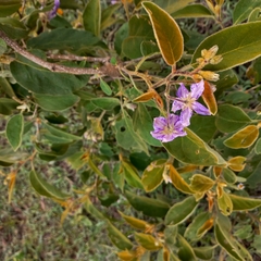 Solanum campylacanthum