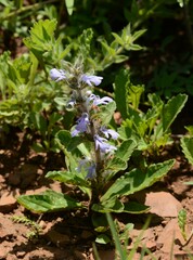 Ajuga ophrydis