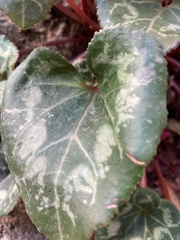 Cyclamen persicum