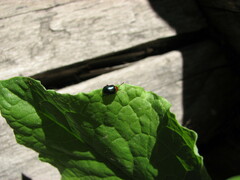 Gastrophysa polygoni