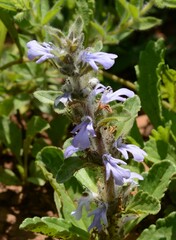 Ajuga ophrydis
