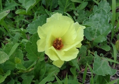 Cienfuegosia hispida
