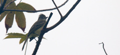 Elaenia flavogaster