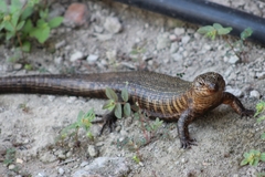 Matobosaurus validus