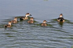 Lophonetta specularioides