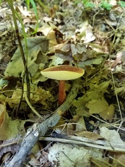 Gyroporus purpurinus