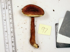 Gyroporus purpurinus