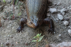 Matobosaurus validus