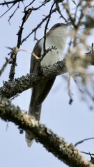 Coccyzus erythropthalmus