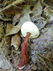 Gyroporus purpurinus