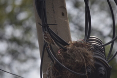 Passer domesticus indicus