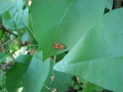 Olethreutes arcuella