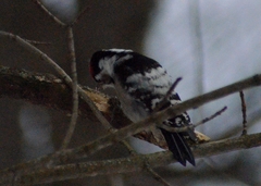 Dryobates minor minor