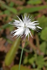 Dianthus mooiensis