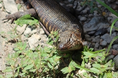Matobosaurus validus
