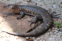 Matobosaurus validus