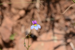 Monopsis decipiens