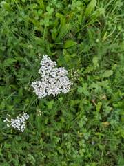 Achillea millefolium
