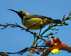 Cinnyris coccinigastrus