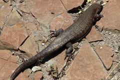 Matobosaurus validus
