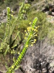 Struthiola argentea