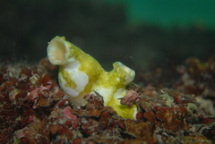 Stolidobranchia