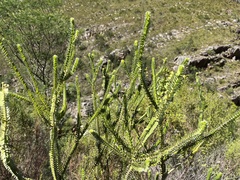 Struthiola argentea