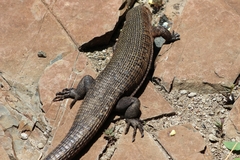 Matobosaurus validus