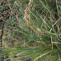 Cymbopogon