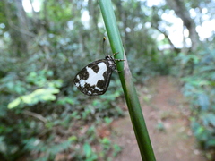 Falcuna margarita