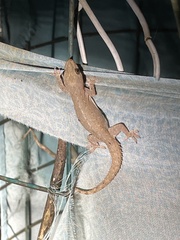 Hemidactylus flaviviridis