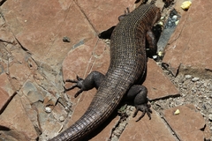 Matobosaurus validus