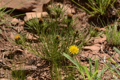 Geigeria burkei