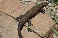 Matobosaurus validus